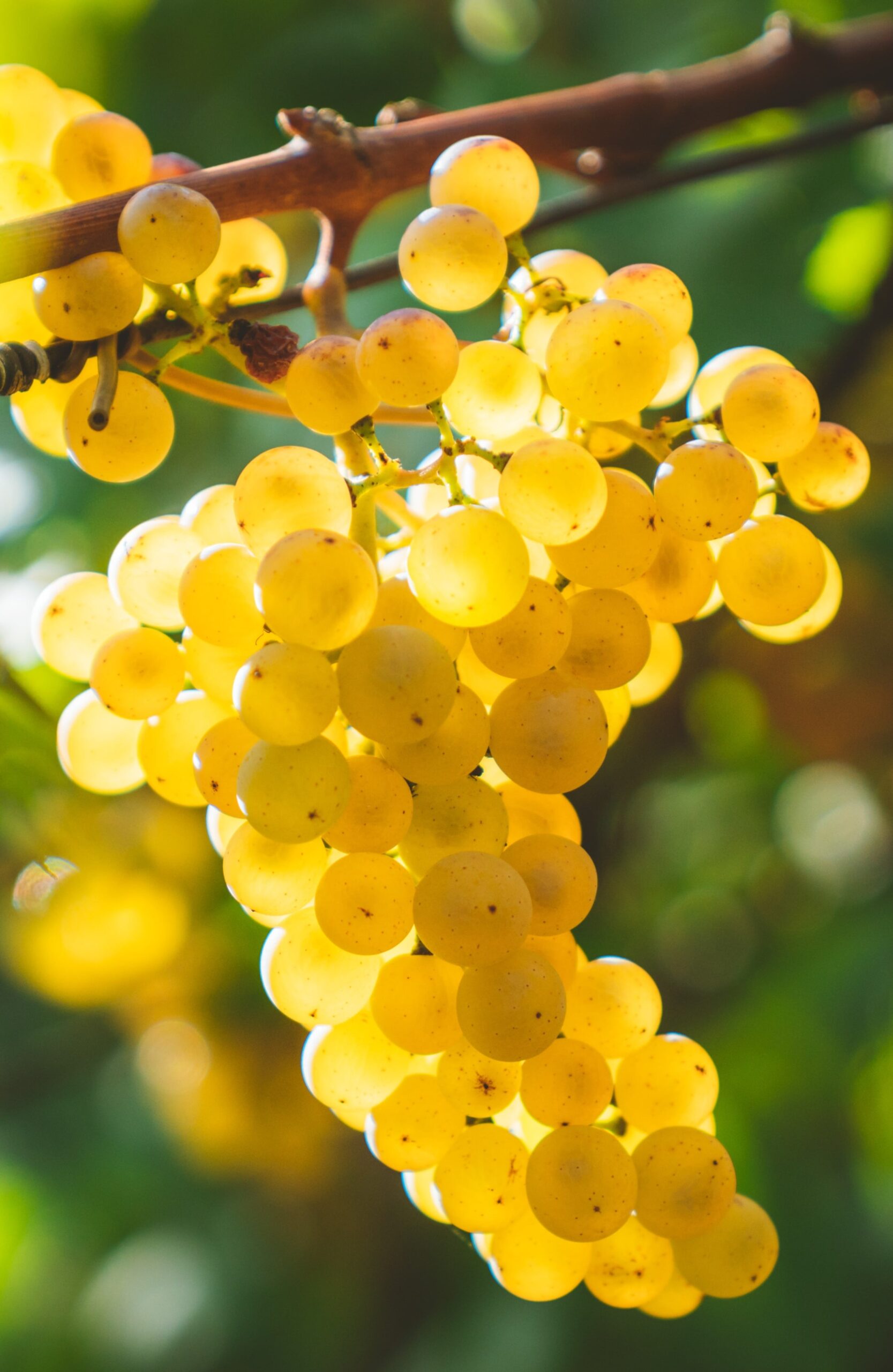 vin struguri